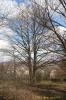 Corylus avellana